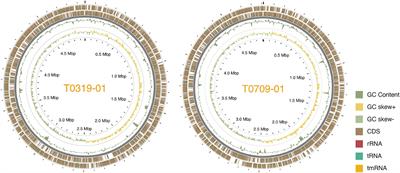 Comparative genomic analysis uncovered phylogenetic diversity, evolution of virulence factors, and horizontal gene transfer events in tomato bacterial spot Xanthomonas euvesicatoria